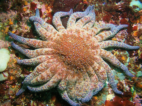 Pictures Of Starfish (Sea Star) - Free Starfish (Sea Star) pictures 