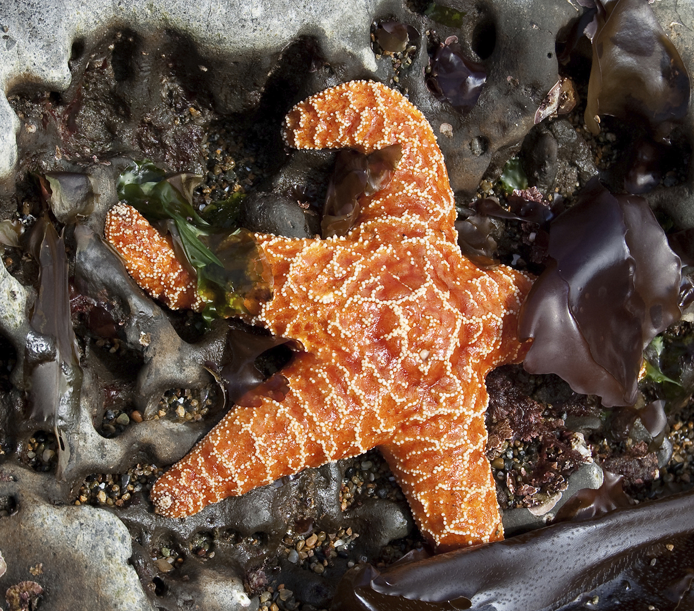 Discover Coastal Marine Life in Lincoln City - Oregon Coast Visitors 