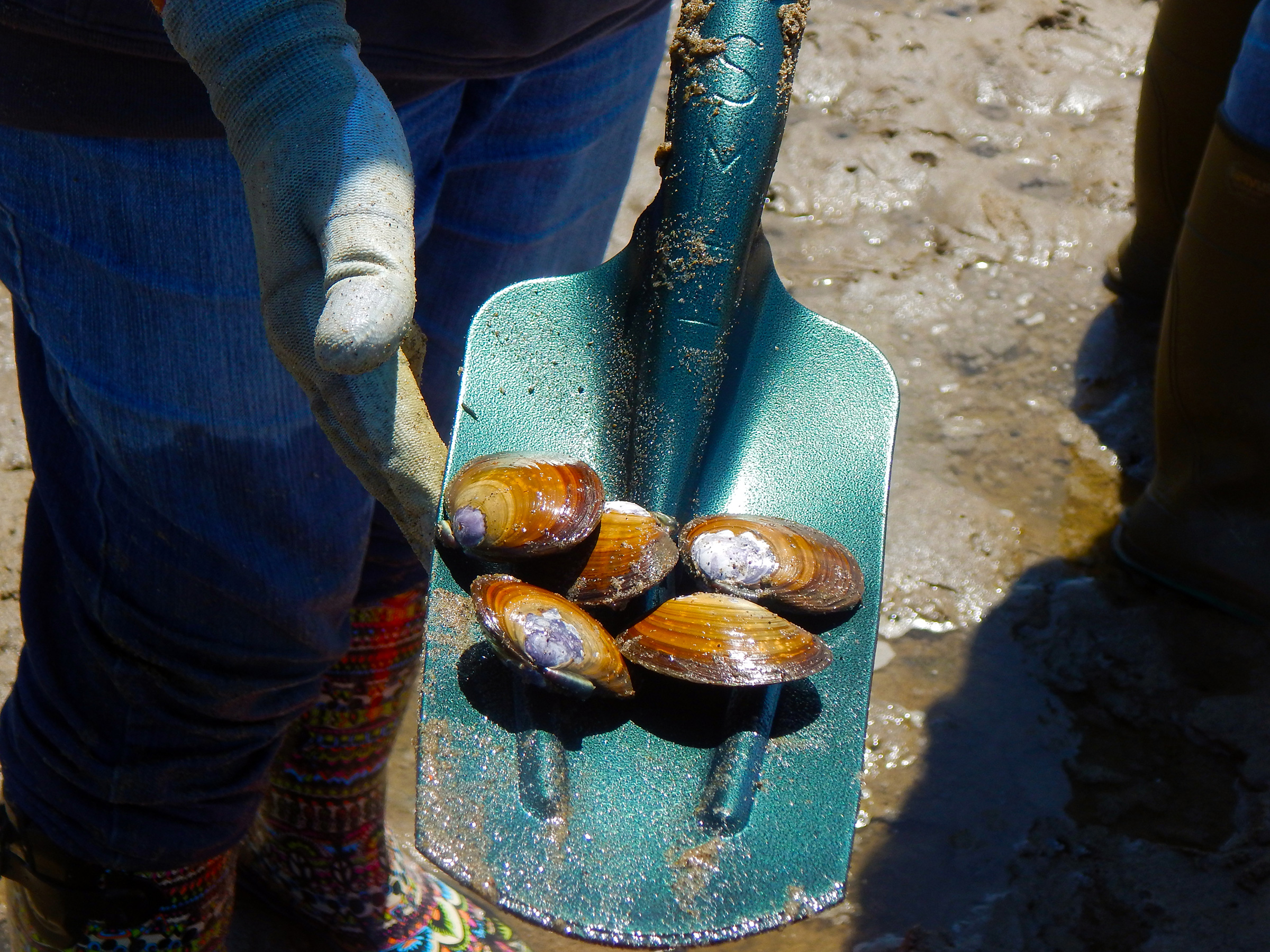 Learn to Harvest Clams and Crab on the Oregon Coast Oregon Coast