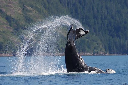 What Does it Mean to Speak Whale? - Oregon Coast Visitors Association