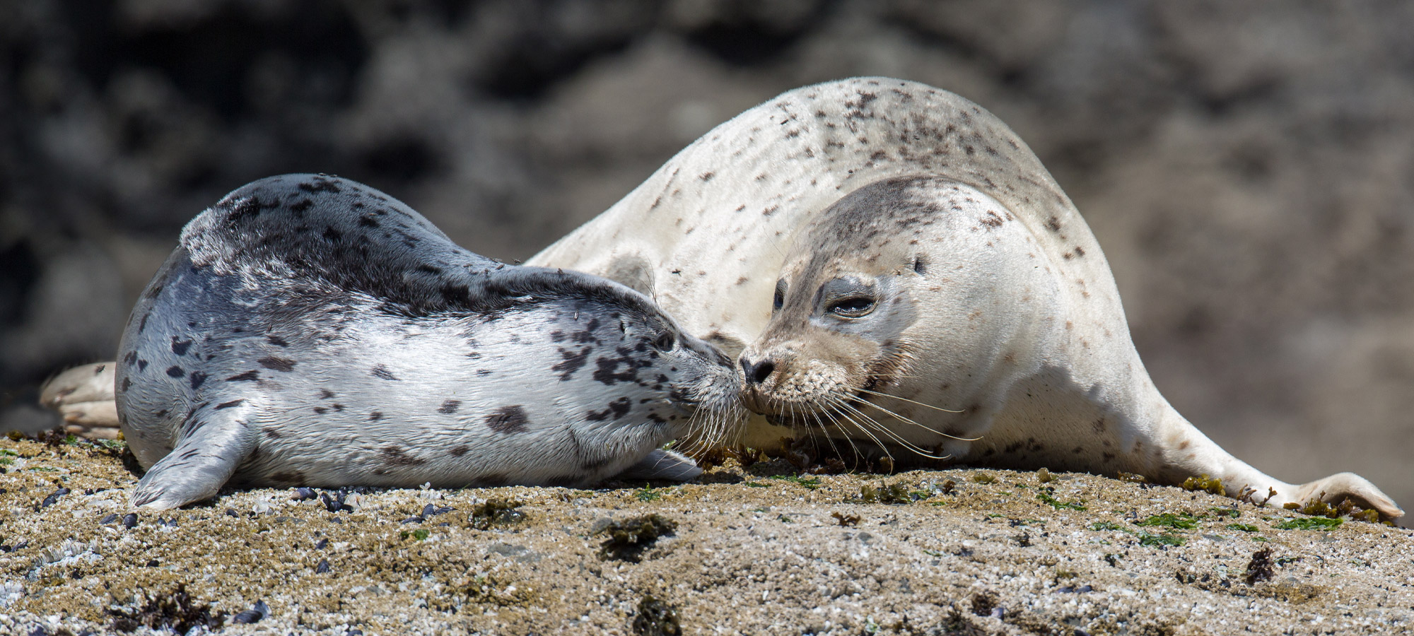 Spring Wildlife on the Oregon Coast — And How We Can Help - Oregon ...