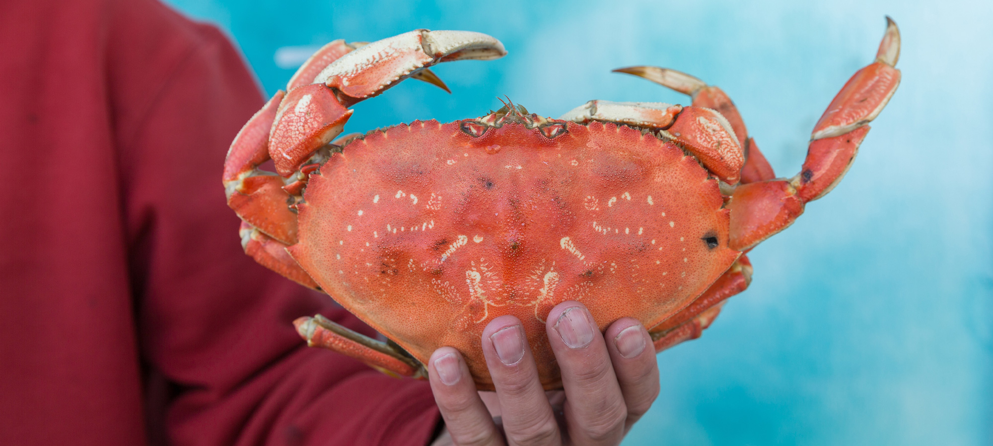 Crab: It's What you Catch for Dinner - Oregon Coast Visitors Association
