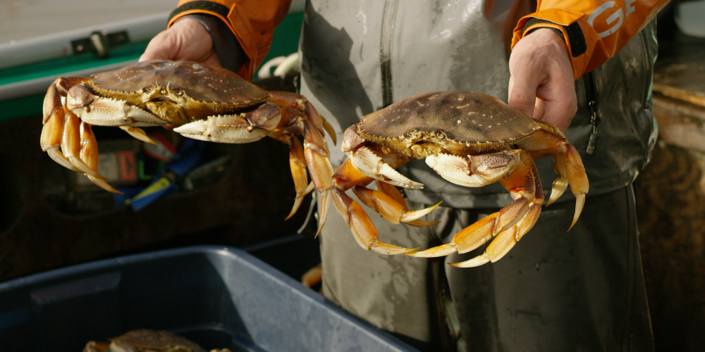 It’s crab season! Oregon Coast Visitors Association